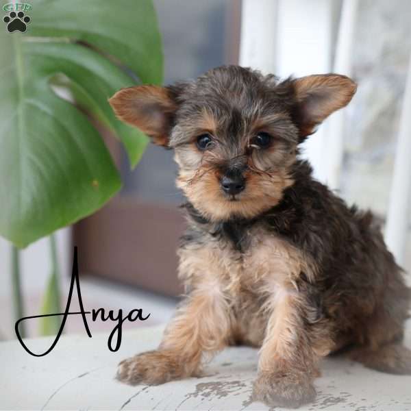 Anya, Yorkie Poo Puppy